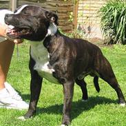 Staffordshire bull terrier roxystaff Milo