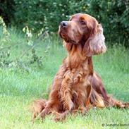 Irsk setter Hanna