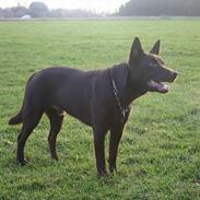 Australsk kelpie Andy (Born To Work Andy)