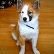 Islandsk fårehund Cinni