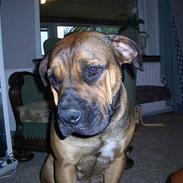 Boerboel Phoebe