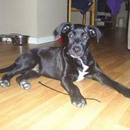 Blanding af racer Tyson