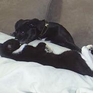 Blanding af racer Tyson