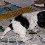 Cocker spaniel Buster