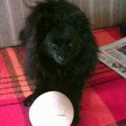 Pomeranian Fie *4-7-2004*