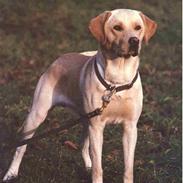 Labrador retriever Townsfield`s Jacky