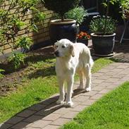 Golden retriever Ghana