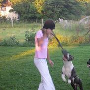 Amerikansk staffordshire terrier Tosca