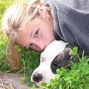 Amerikansk staffordshire terrier Tosca