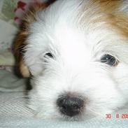 Coton de tulear Shiba