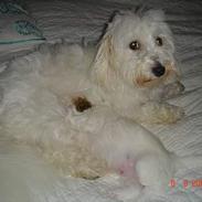 Coton de tulear Shiba