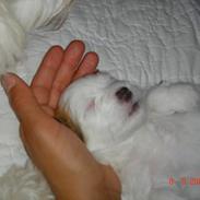 Coton de tulear Shiba