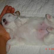 Coton de tulear Shiba