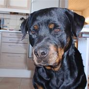 Rottweiler Nuance`s Enzo