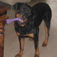 Rottweiler Nuance`s Enzo