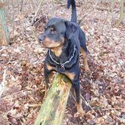 Rottweiler Nuance`s Enzo