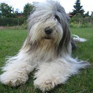 Bearded collie Kenzo