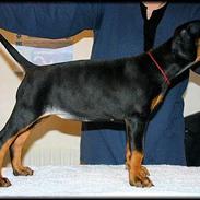 Dobermann Celine (Cille)