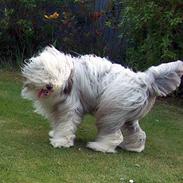 Bearded collie Kenzo