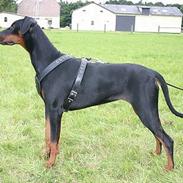 Dobermann Celine (Cille)