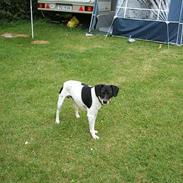 Dansk svensk gaardhund Magnus