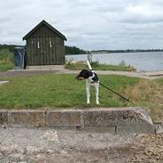 Dansk svensk gaardhund Magnus