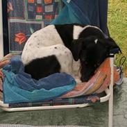 Dansk svensk gaardhund Magnus