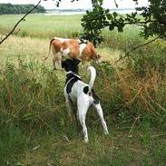 Dansk svensk gaardhund Magnus
