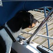 Dansk svensk gaardhund Magnus