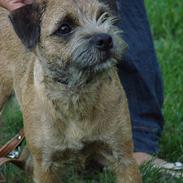 Border terrier DKAGCH, SP3  "Milou"