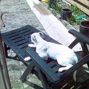 Amerikansk bulldog Mickey