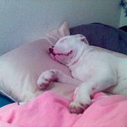 Amerikansk bulldog Mickey