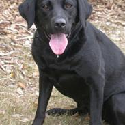 Labrador retriever Tessi
