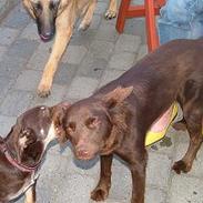 Australsk kelpie Tazz