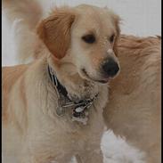 Golden retriever | Caici