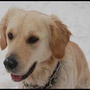 Golden retriever | Caici