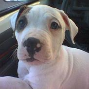 Amerikansk bulldog Aida