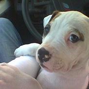 Amerikansk bulldog Aida