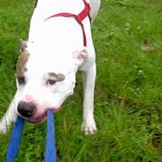 Amerikansk bulldog Aida