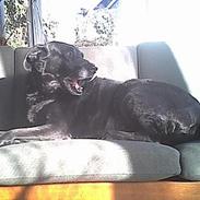 Labrador retriever amanda