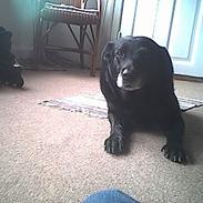 Labrador retriever amanda