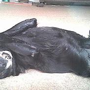 Labrador retriever amanda