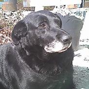 Labrador retriever amanda