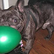 Fransk bulldog Miro AKA Bassefugl
