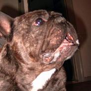Fransk bulldog Miro AKA Bassefugl