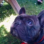 Fransk bulldog Miro AKA Bassefugl