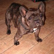 Fransk bulldog Miro AKA Bassefugl