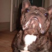 Fransk bulldog Miro AKA Bassefugl