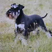 Dvaergschnauzer Cookie