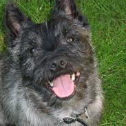 Cairn terrier Sylvester